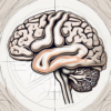 The human brain highlighting the olfactory nerve as a pathway from the nasal cavity to the brain