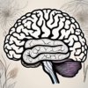 The human brain highlighting the olfactory nerve connecting to the nose